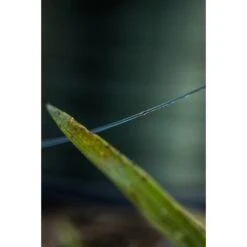 FOX EOS Carp Mono 13 FOX EOS Carp Mono -Nash Tackle-winkel fox eos carp mono cml172 cml173 cml174 cml175 nylon 5